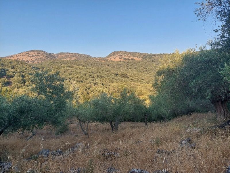(Προς Πώληση) Αξιοποιήσιμη Γη Αγροτεμάχιο || Πέρδικα /  - 2800τ.μ, 15000€