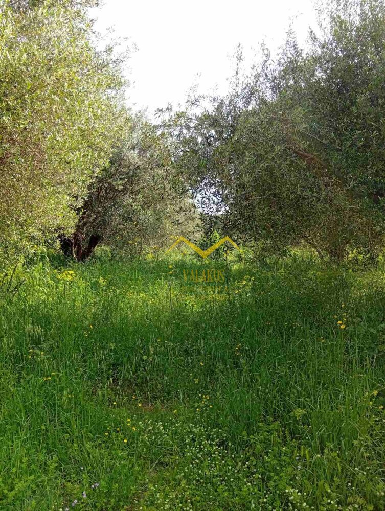(for sale) Land Land || Thesprotia Prefecture / Igoumenitsa - 1000.0sq.m, 80.000€